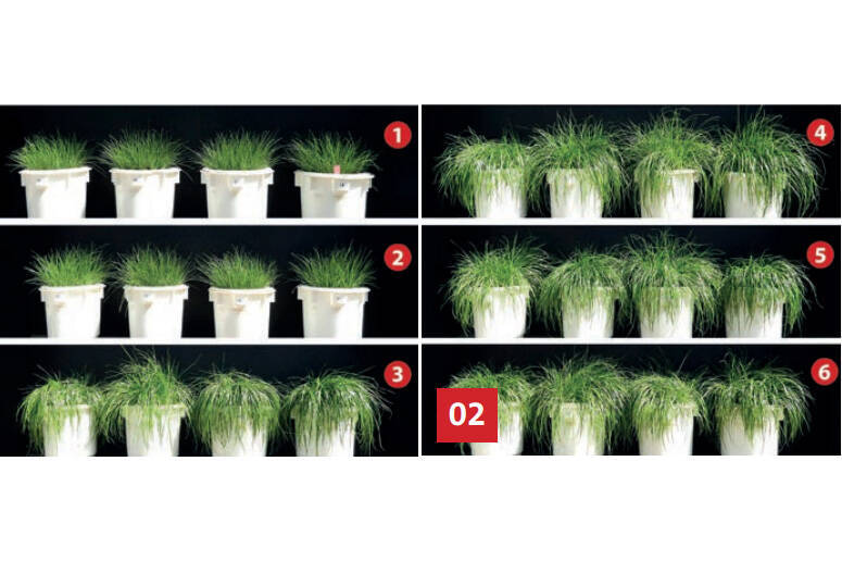 PHOS4green fertilizers (3-5) and commercially available triple superphosphate (6) achieve comparable results; row 1 planters contain unfertilized substrate, row 2 was fertilized with rock phosphate