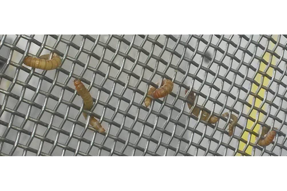 Figure 2 Mealworms in the wire mesh