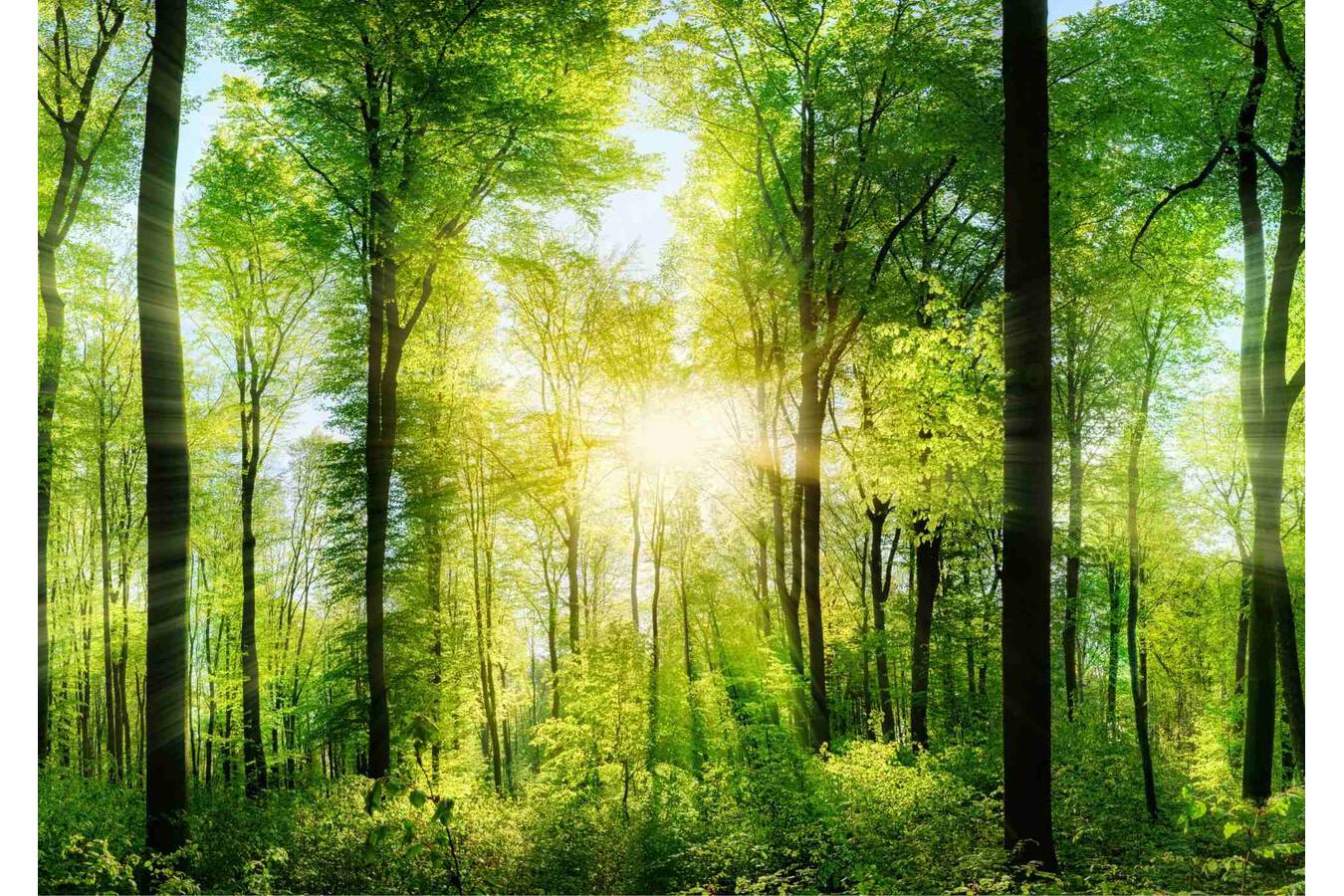Erfrischendes bei NOLL: Waldbaden auf der POWTECH So erholsam kann Messe sein. Sonnenstrahlen, Ruhe und waldgrünes Wohlgefühl heißen die Besucher willkommen – am Stand 4A-229 von Aufbereitungstechnologie NOLL. 
